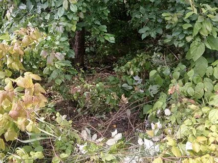 Root Chakra Meditation