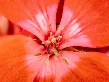 Root Chakra Meditation