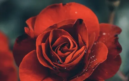 Root Chakra Nidra Journey