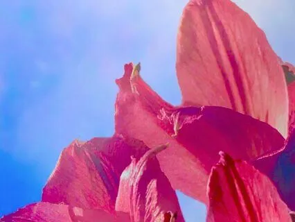 Root Chakra Reiki Healing Meditation