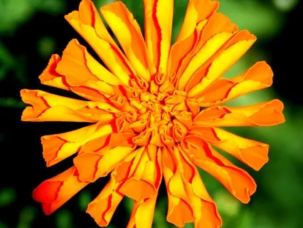 Root Chakra Singing Bowls With Binaural Beat