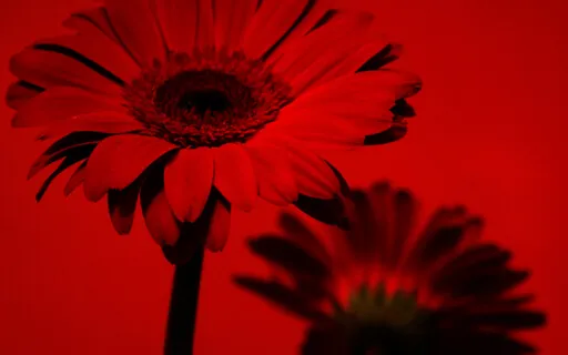 Root Chakra Sound Bath : I Am Rooted In Love