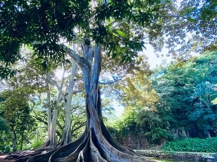 Root Chakra Sound Healing