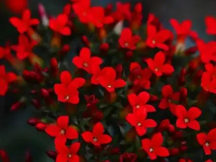 Root Chakra Sounding: Security, Groundedness