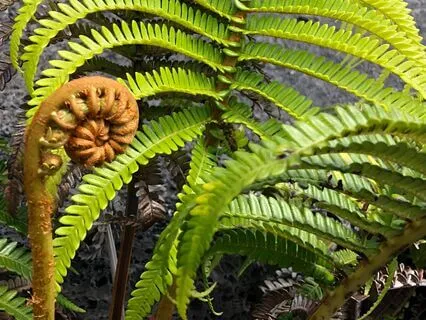 Root Chakra Toning Experience