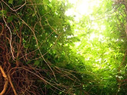 Root Chakra Tuning Forks 194.18 + 256 + 396 Hz | 7.83 Hz