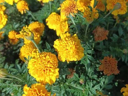 Root Chakra Tuning Frequency 194.18 Hertz