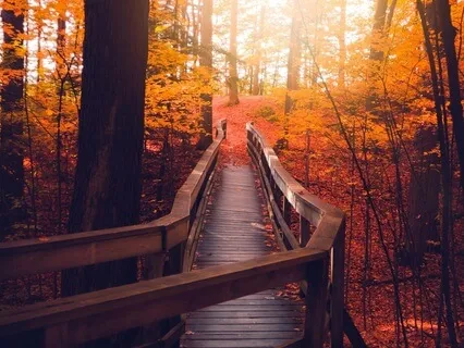 Root Chakra- Unique Journey Into The Woods