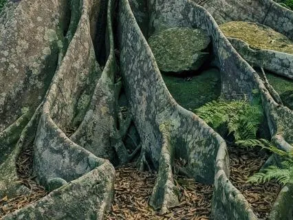 Root Chakra With Affirmations