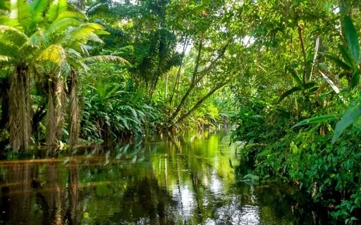 Root Chakra Yoga Nidra | 40 Minute NSDR