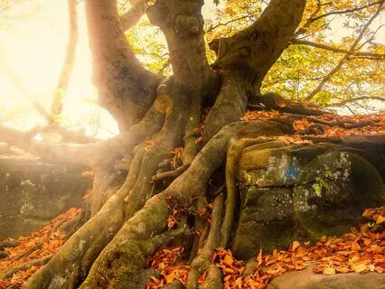 Root Grounding Meditation