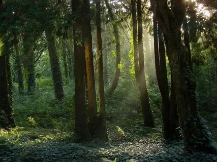 Root-ing For Yourself