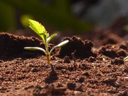 Root Into The Earth: Standing Meditation For Calm & Presence