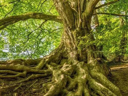 Root Of Anxiety (Soothe & Regulate Nervous System)