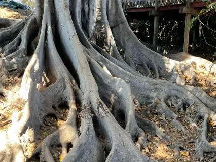 Root & Reset: A Nervous System Ritual