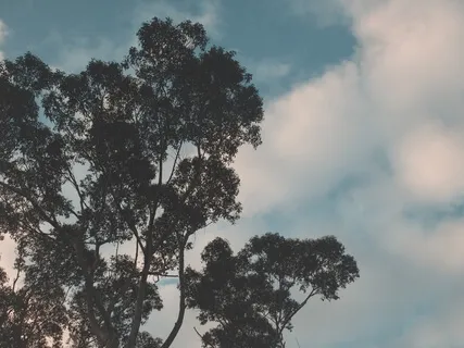 Root to Crown: Rebalance