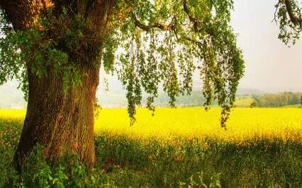 Root To Rise: A Grounding Meditation