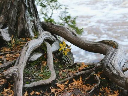 Root To Rise A Meditation For Reclaiming Your Energy