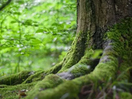 Root To Rise From Stillness To Growth