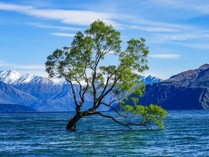 Root To Rise Simultaneous Awareness Meditation