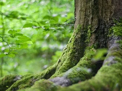 Root To Rise: Yoga Nidra To Cultivate The Wood Element