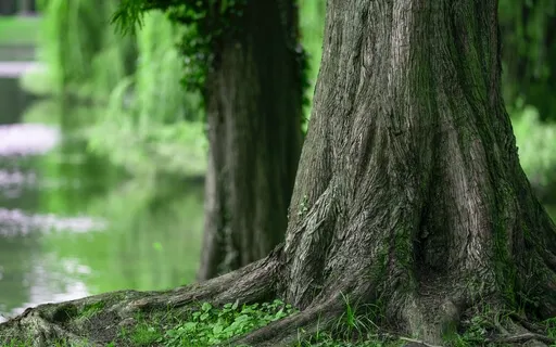 Root Yourself In The Present