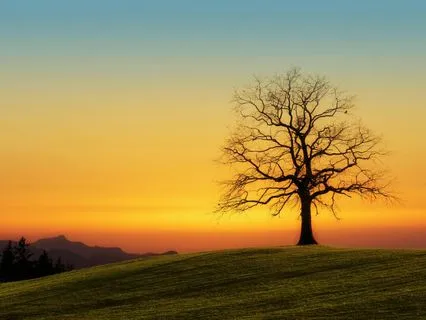 Root Yourself In This Now: The End Of Mental Time Travel