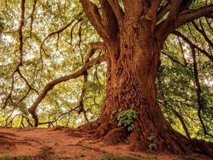Rooted | A Grounding Meditation For Anxiety & Overwhelm