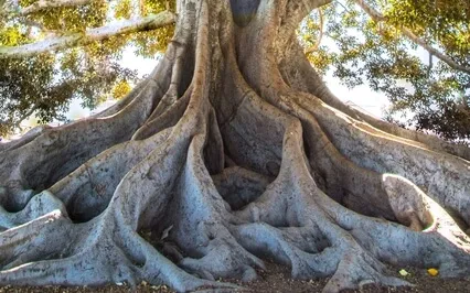 Rooted - A Meditation For Grounding