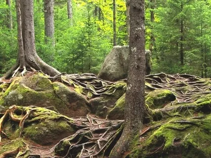 Rooted & Connected: A Visualization Of Your Energetic Connections 