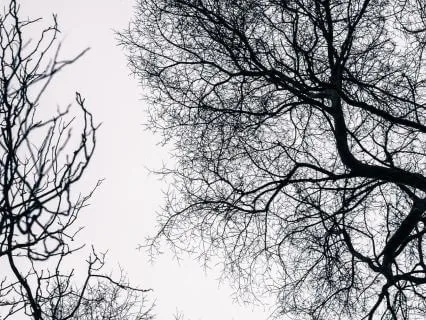 Rooted And Grounded For The Day Ahead: A Morning Meditation