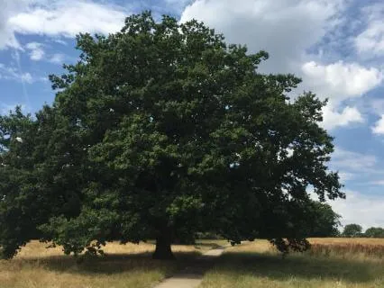 Rooted And Grounded