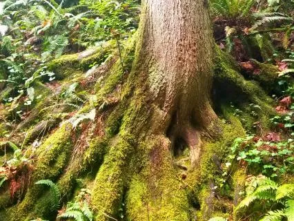 Rooted And Held - Connecting To The Sturdy Earth