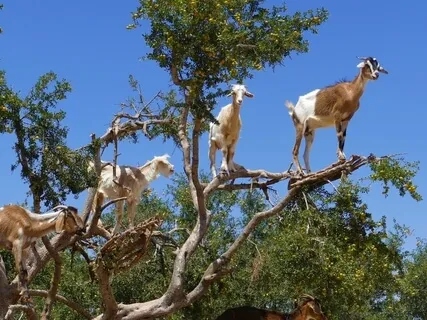 Rooted And Peaceful: A Goat And Willow Tree With Yoga Nidra
