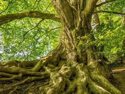 Rooted And Recharged