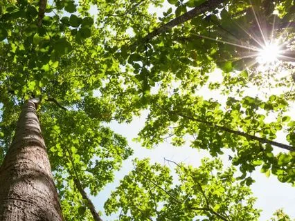 Rooted For Grounding And Stability