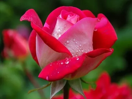 Rooted In Nourishment - June 06