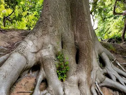 Rooted In Presence: An Embodied Breath Meditation