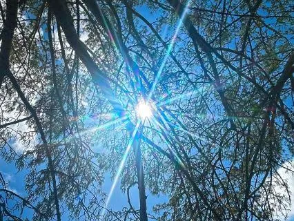 Rooted In Radiance