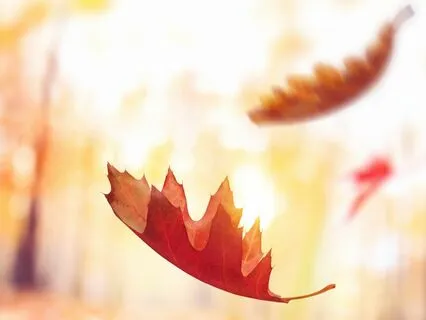 Rooted In Release: A Visual Practice In Letting Go