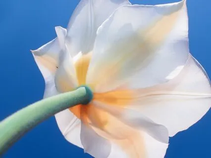 Rooted In Resilience Day 6: Rediscovering Self Love