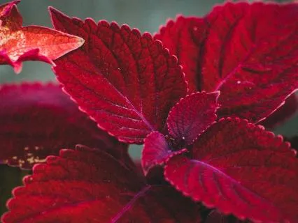 Rooted In Safety: A Gentle Root Chakra Meditation