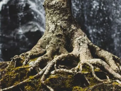 Rooted In Self-Worth