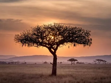 Rooted In Solitude - 396 Hz