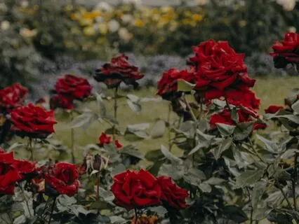 Rooted In Sophia’s Wisdom: A Root Chakra Practice