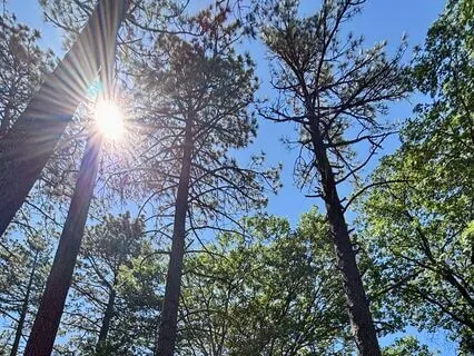 Rooted In Stillness: A Grounding Meditation