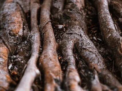 Feel Rooted & Grounded - Mindful Art Drawing Meditation