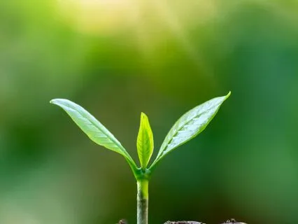 Rooted In Strength: Connecting With The Element Of Earth