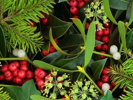 Rooted In Strength: Holly Tree Wisdom For Inner Peace