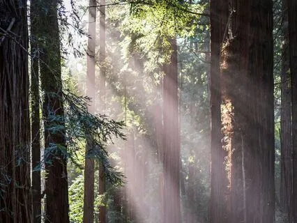 Rooted In The Present: A Grounding Meditation